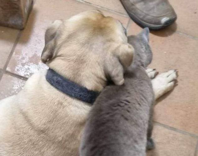 Taffy in the arms of her owner